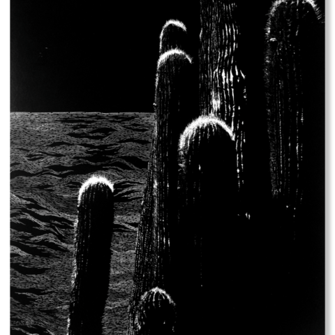 A la sombra del cactus